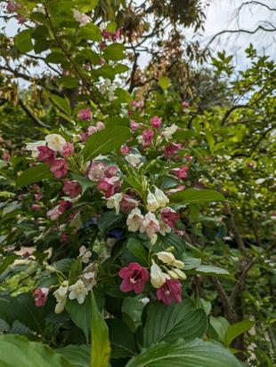 ハコネウツギが咲いています
