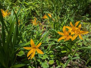 ニッコウキスゲが咲いています
