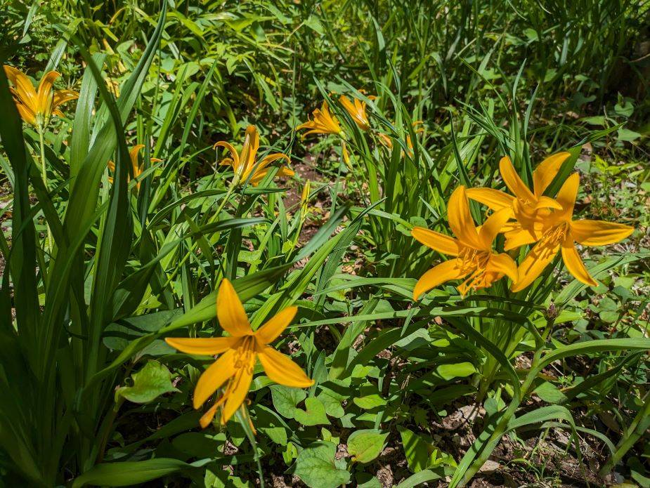 ニッコウキスゲが咲いていますの写真