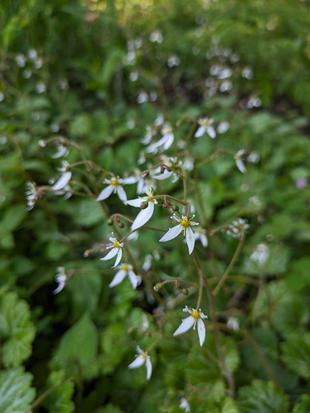 ユキノシタが咲いています