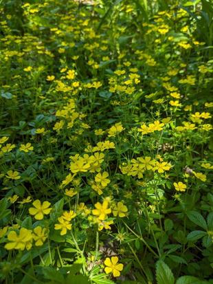 オヘビイチゴの花が咲いています
