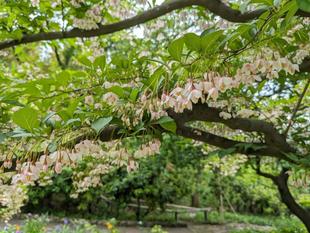 エゴノキの花が咲いています