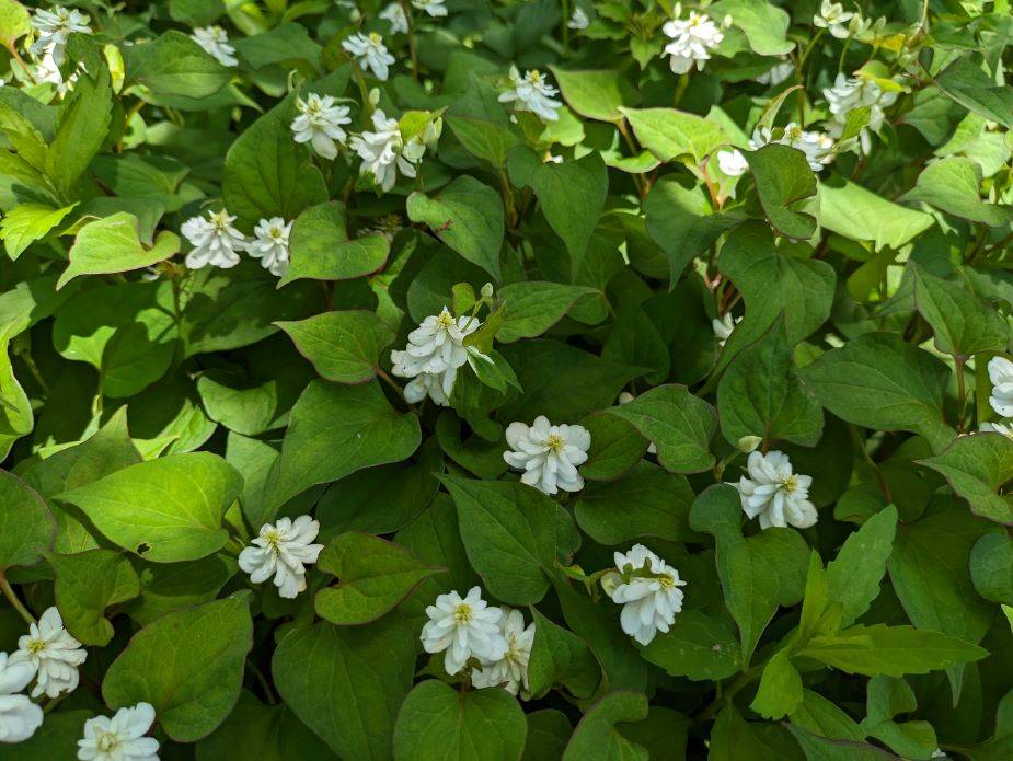 ヤエドクダミが咲いていますの写真