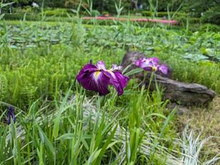 ハナショウブのつぼみが膨らんできました