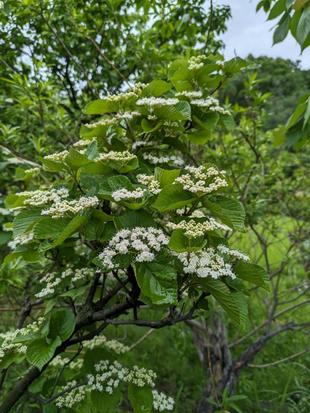 ガマズミの花が咲いています