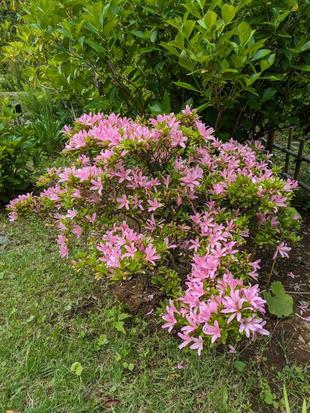 モチツツジが咲いています