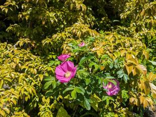 ハマナスやノバラが咲いています