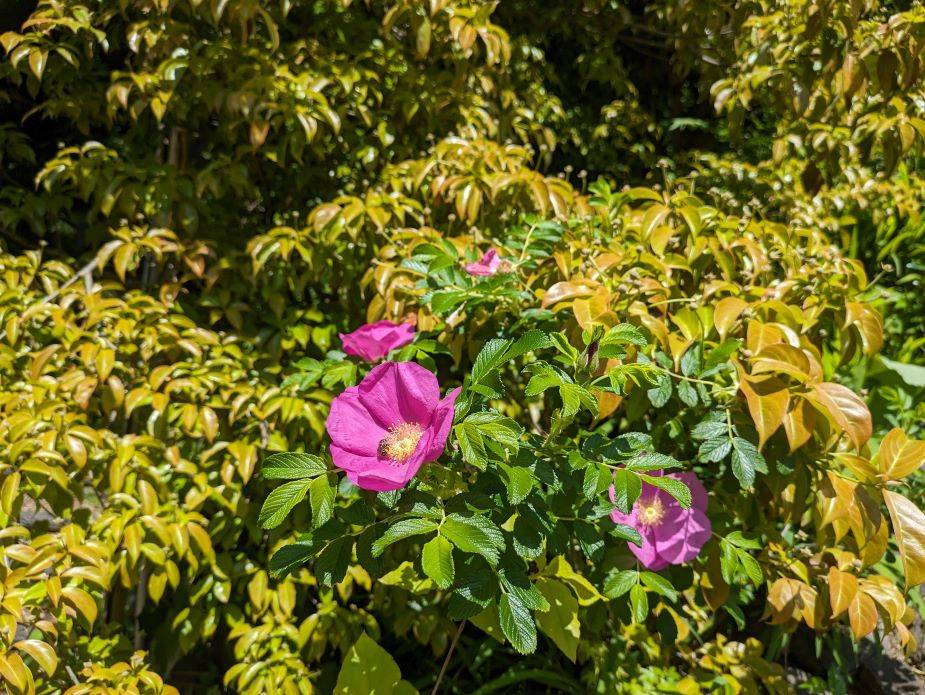 ハマナスやノバラが咲いていますの写真