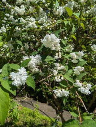 シロバナヤエウツギが咲いています
