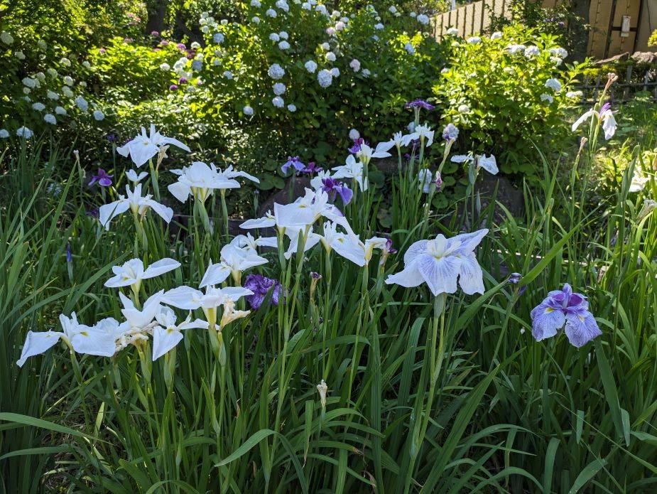 今朝の花ショウブの様子ですの写真
