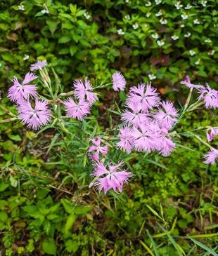 カワラナデシコが咲いています