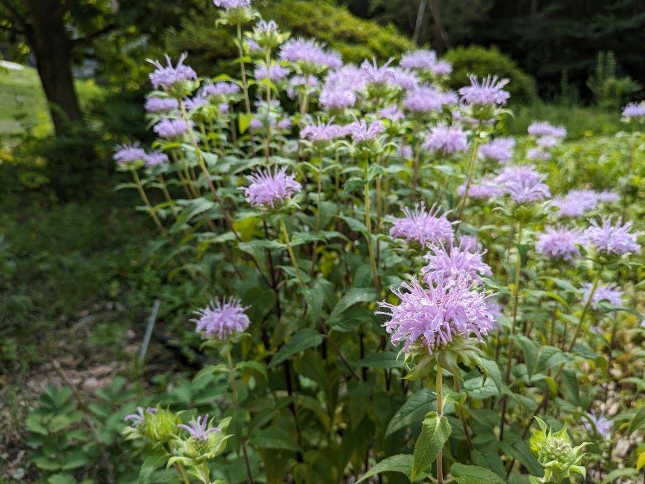 モナルダが咲いていますの写真