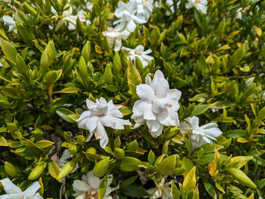 コクチナシが咲いていますの写真