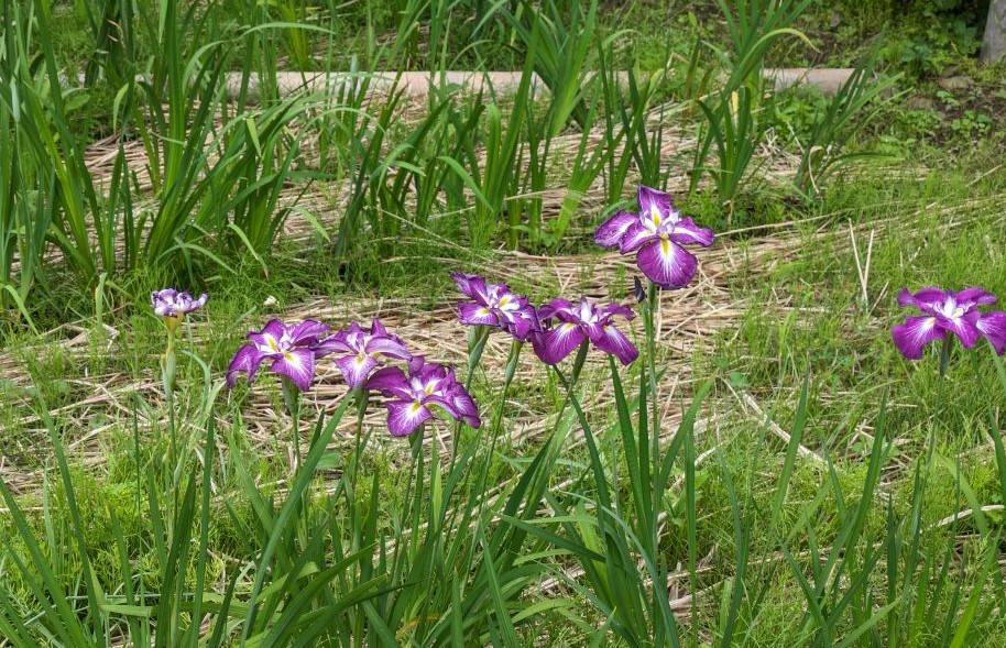 園内のショウブの様子ですの写真