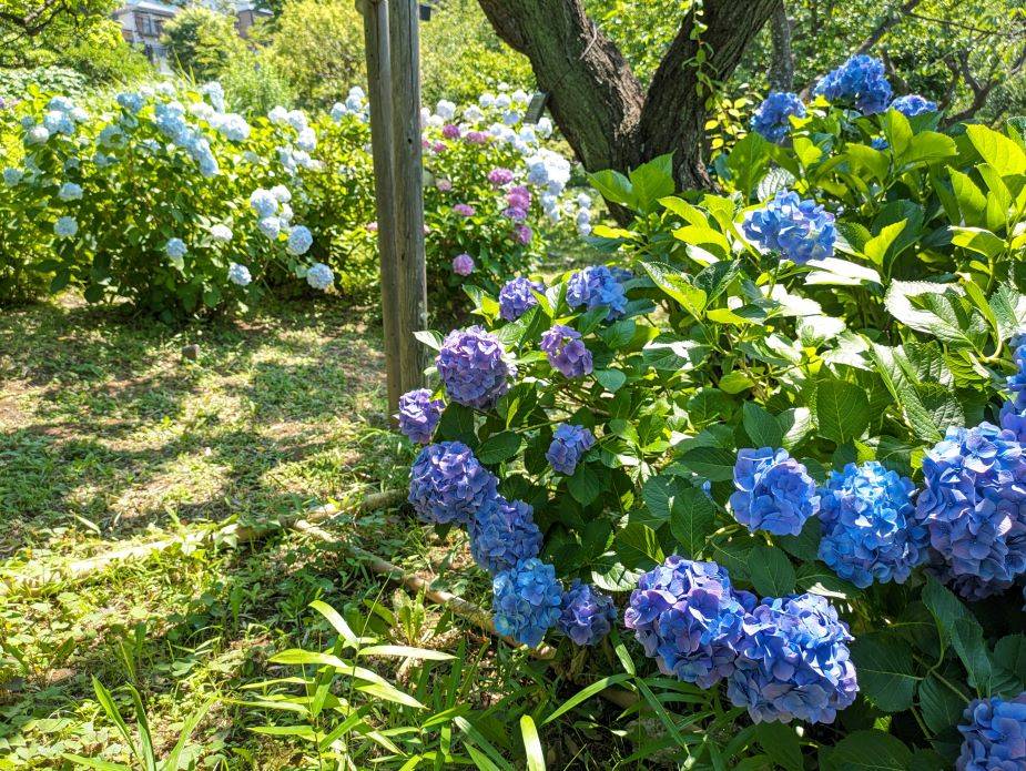 アジサイがきれいですの写真