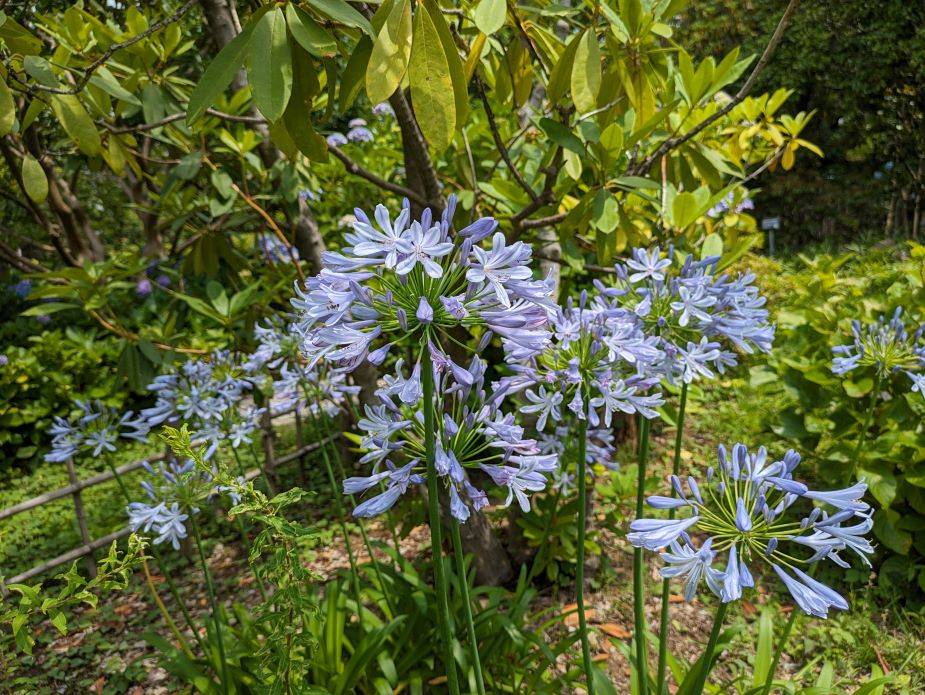 アガパンサスが咲いていますの写真