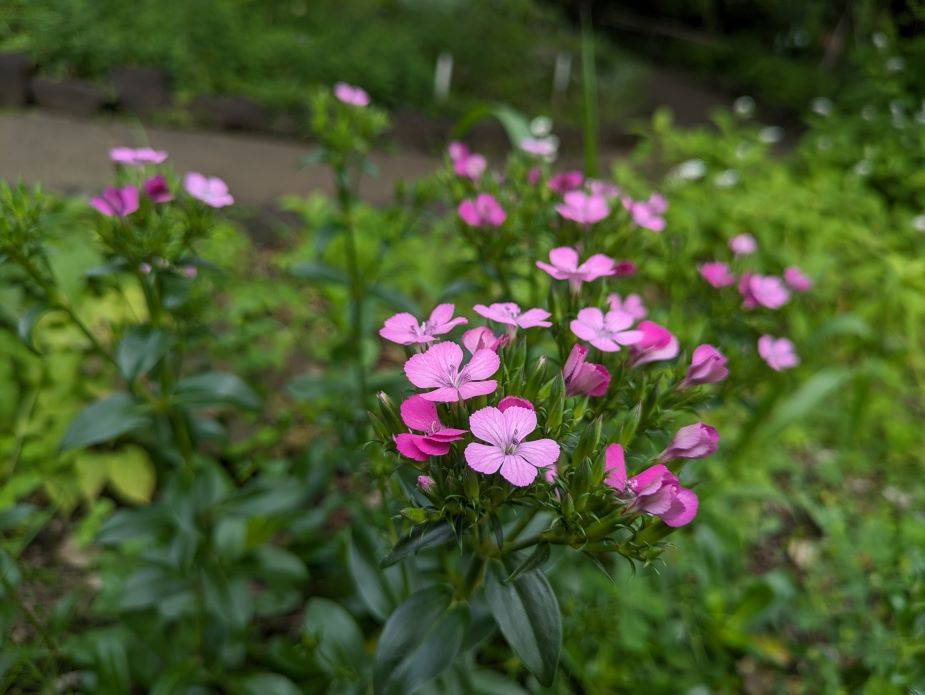 ハマナデシコが咲いていますの写真