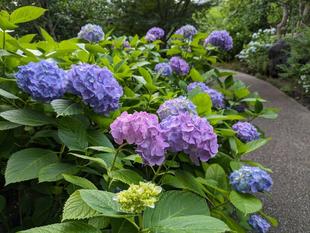 古民家エリアのアジサイの様子です