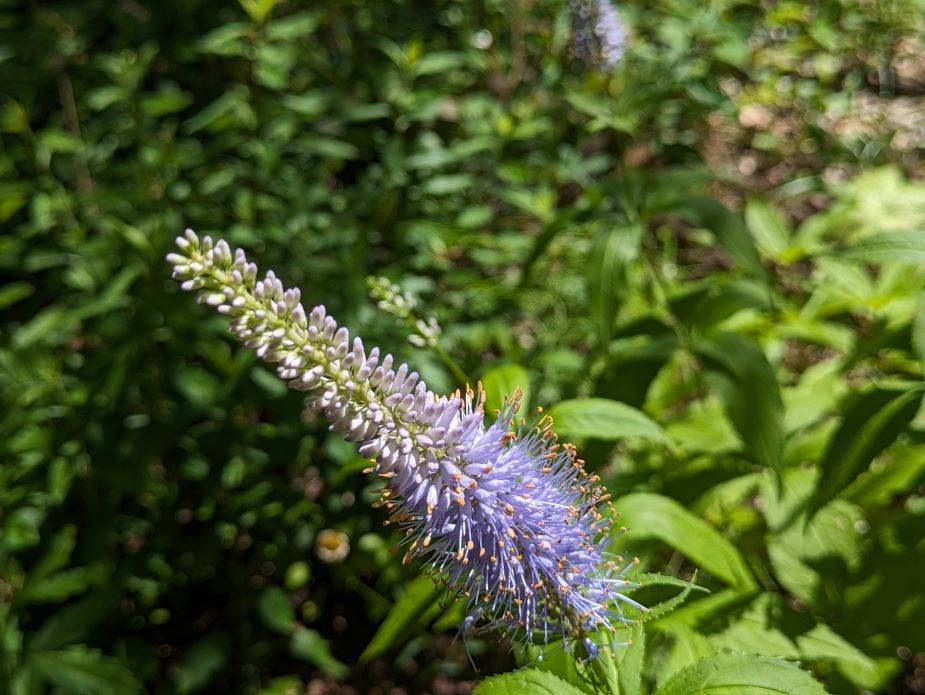 クガイソウが咲いていますの写真