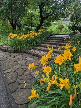 カンゾウのお花が咲いています
