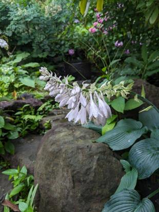 ギボウシの花が咲いています