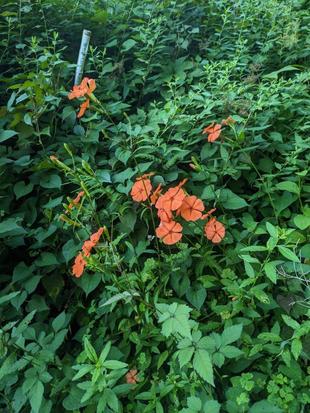 フシグロセンノウが咲いています