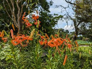 オニユリ、コオニユリが咲いています