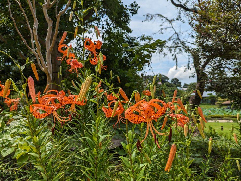 オニユリ、コオニユリが咲いていますの写真