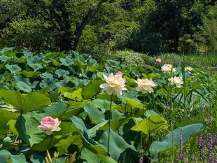 今週末は早朝ハスの鑑賞会です