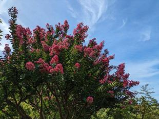 サルスベリが咲いています