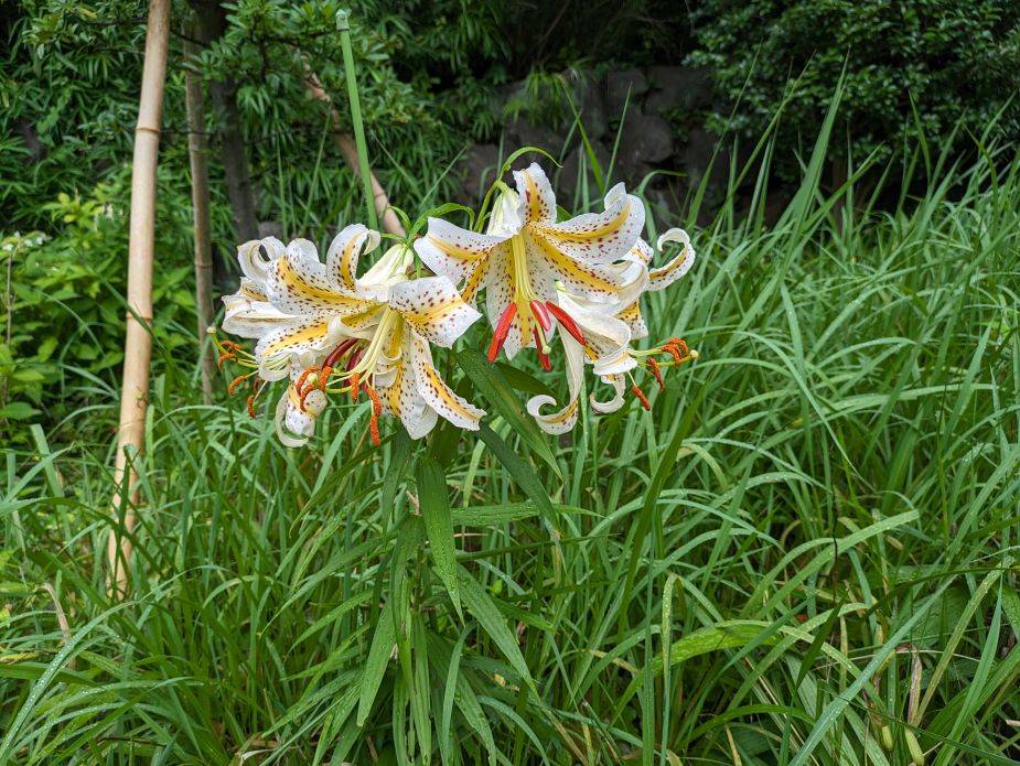 ヤマユリが咲きましたの写真