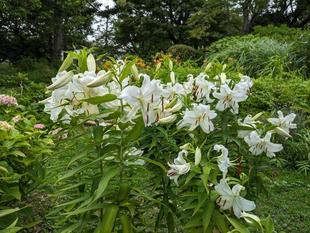 カサブランカが咲いています