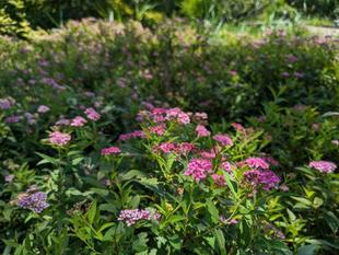 シモツケが咲いています