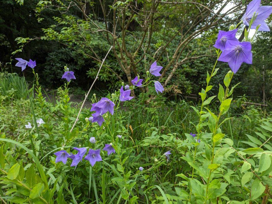 キキョウが咲いていますの写真
