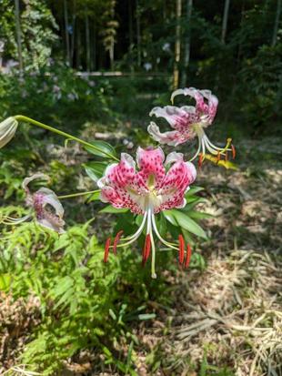 カノコユリが咲いています
