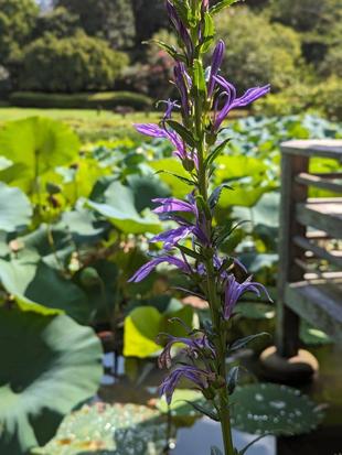 サワギキョウが咲いています