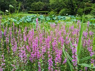 ミソハギが咲いています