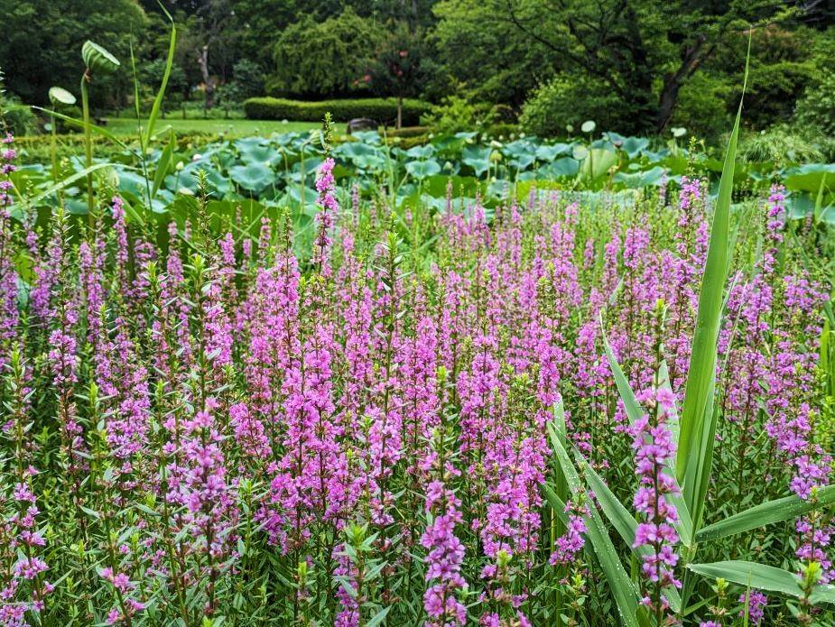 ミソハギが咲いていますの写真