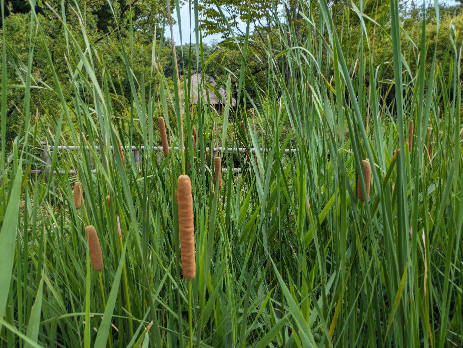 ガマの穂が見られますの写真