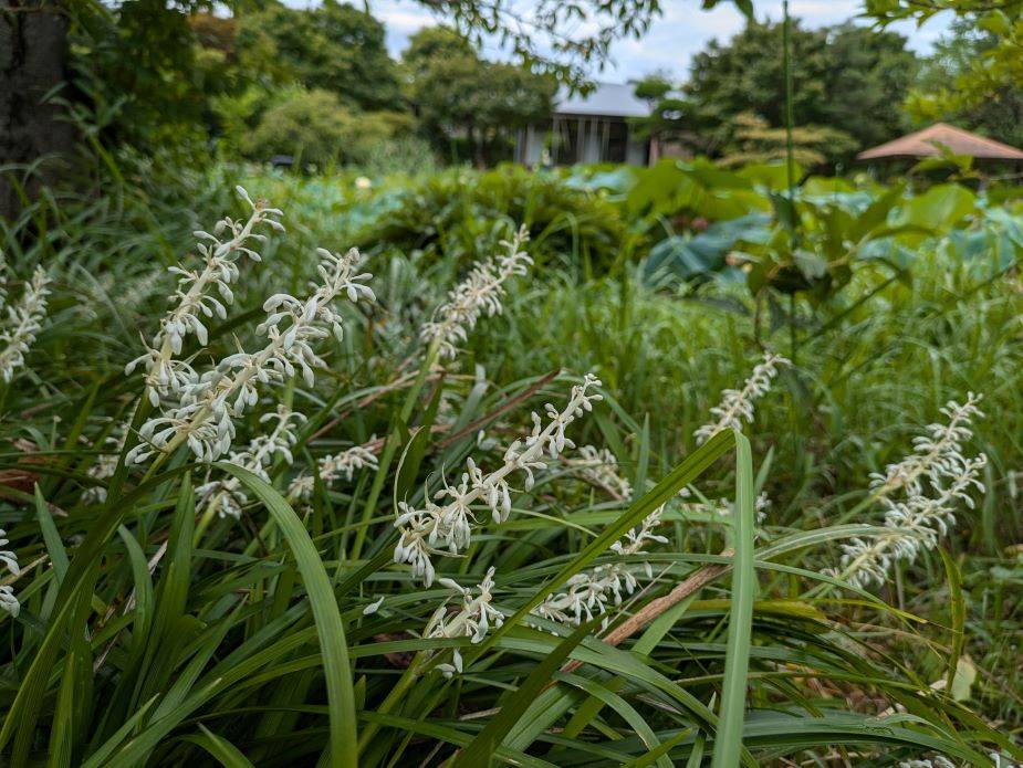 ノシランが咲いていますの写真
