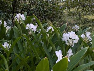 ジンジャーが咲いています