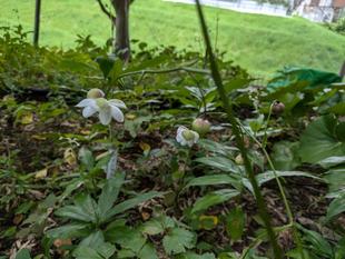 レンゲショウマが見頃です