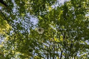 レンゲショウマが咲き始めています