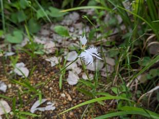 サギソウが咲き始めました