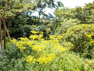 オミナエシが咲いています
