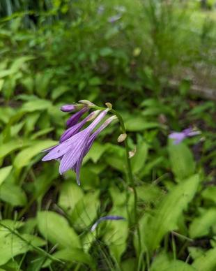 ギボウシのお花が咲いています