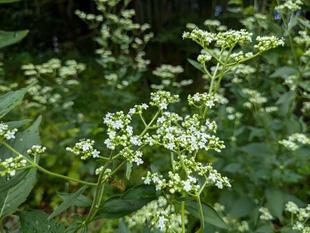 オトコエシが咲いています