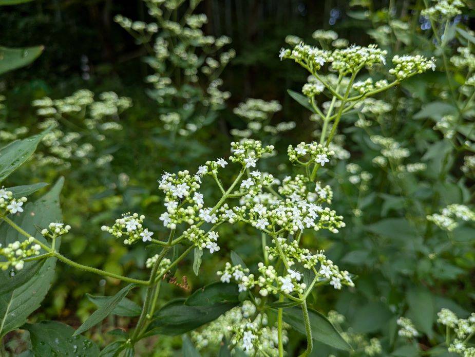オトコエシが咲いていますの写真