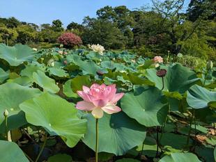 ハスは8月も見頃です