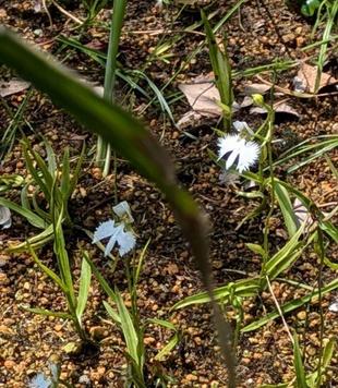 サギソウはまだ咲いています